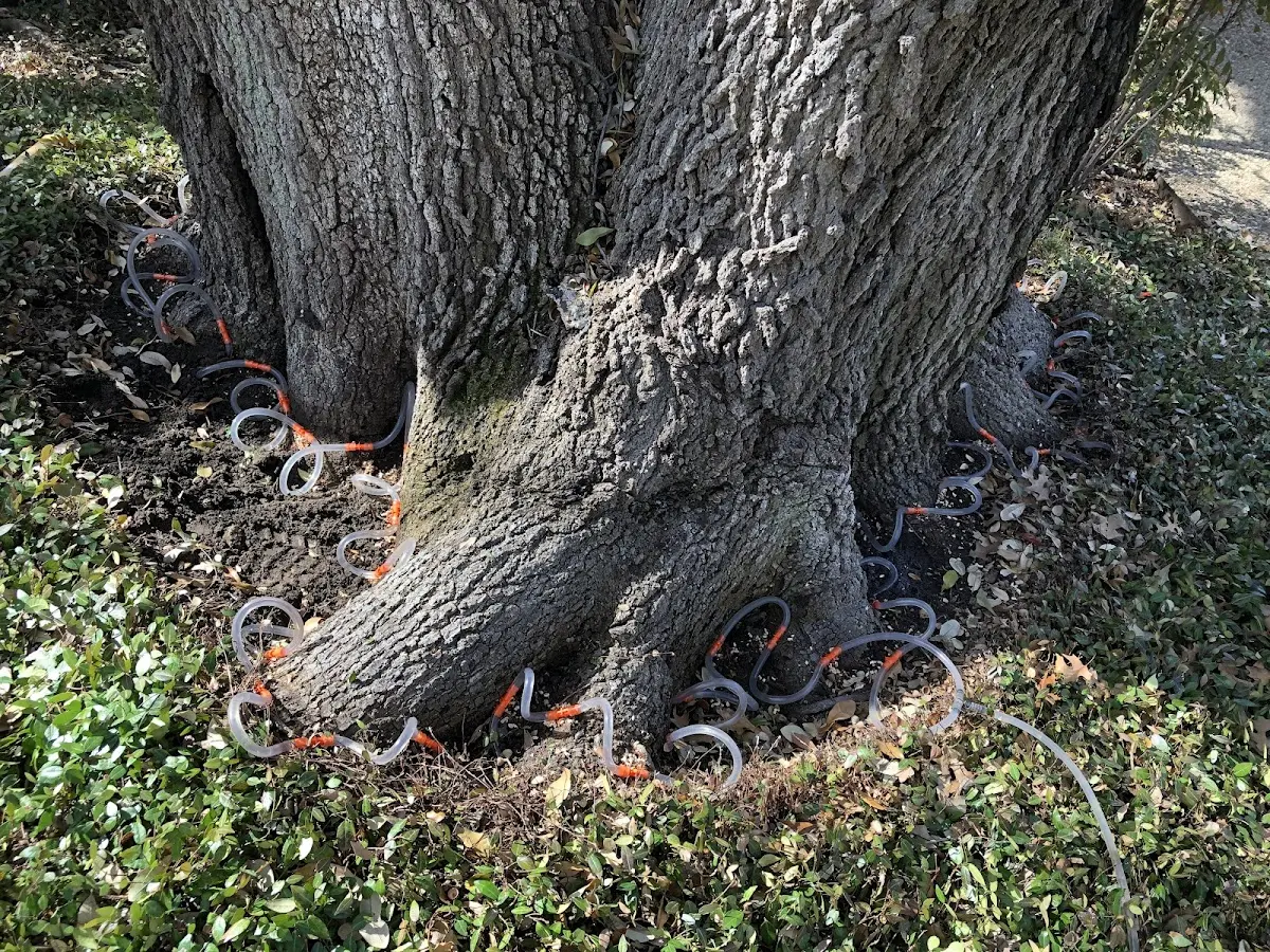 Detailed Tree Cabling and Bracing job site in Warne