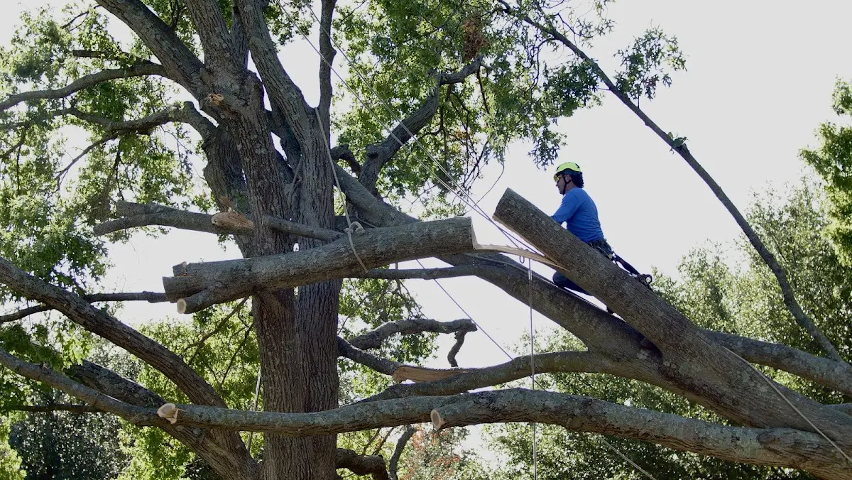 Professional Hazardous Tree Removal performed by certified arborists in Warne