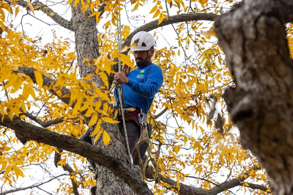 Skilled Tree Transplanting crew working in Warne