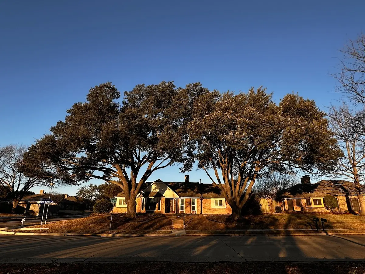 Established residential canopy tree shading a home in Warne
